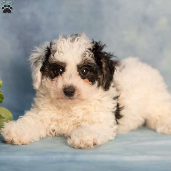 Kelly, Bich-Poo Puppy