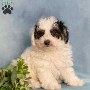 Kelly, Bich-Poo Puppy