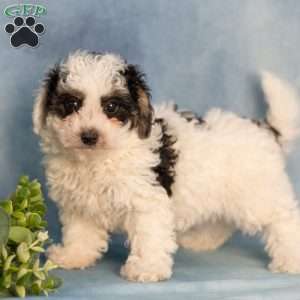 Kelly, Bich-Poo Puppy