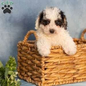 Kelly, Bich-Poo Puppy