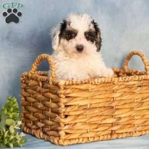 Kelly, Bich-Poo Puppy