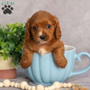 Trex, Cavapoo Puppy