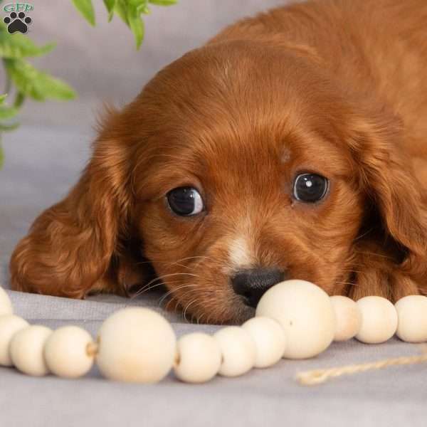 Trex, Cavapoo Puppy