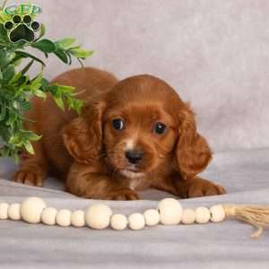 Trex, Cavapoo Puppy