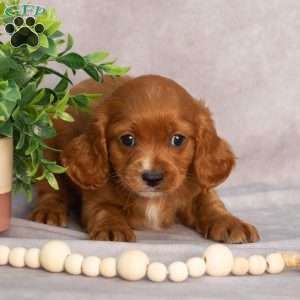Trex, Cavapoo Puppy