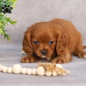 Thomas, Cavapoo Puppy