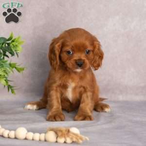 Thomas, Cavapoo Puppy