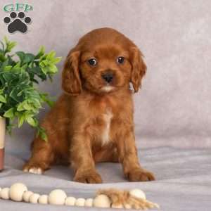 Thomas, Cavapoo Puppy