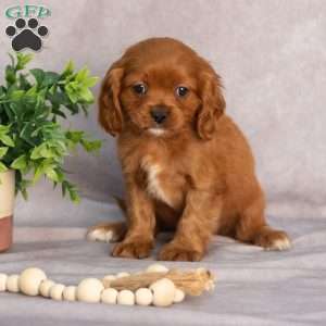 Thomas, Cavapoo Puppy