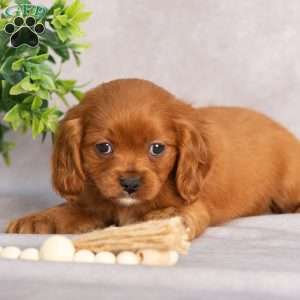 Thomas, Cavapoo Puppy