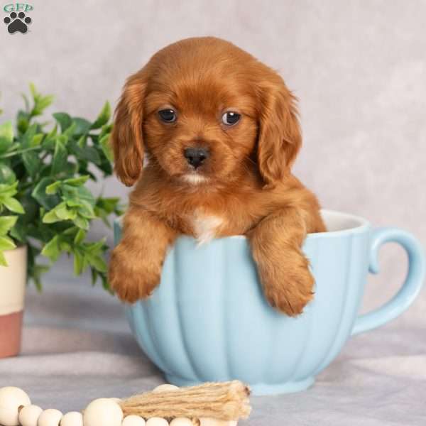Thomas, Cavapoo Puppy