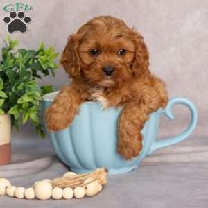 Titus, Cavapoo Puppy