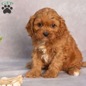 Titus, Cavapoo Puppy