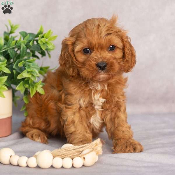Titus, Cavapoo Puppy