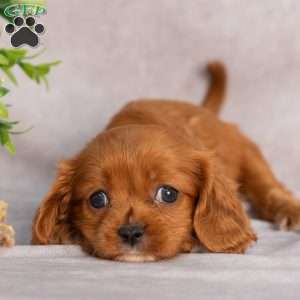 Trixie, Cavapoo Puppy