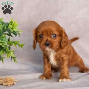 Trixie, Cavapoo Puppy