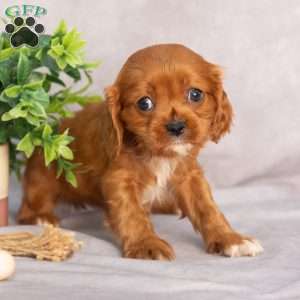 Trixie, Cavapoo Puppy