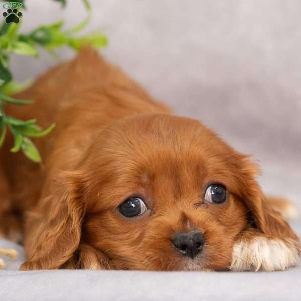 Trixie, Cavapoo Puppy