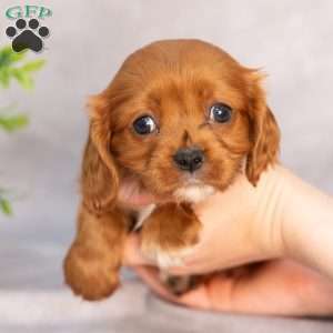 Trixie, Cavapoo Puppy