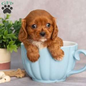 Trixie, Cavapoo Puppy