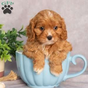 Tammy, Cavapoo Puppy