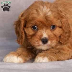 Tammy, Cavapoo Puppy