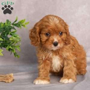 Tammy, Cavapoo Puppy