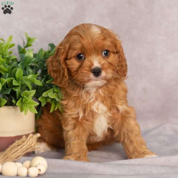 Tammy, Cavapoo Puppy