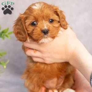 Teresa, Cavapoo Puppy