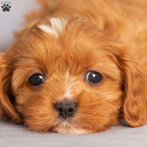 Teresa, Cavapoo Puppy