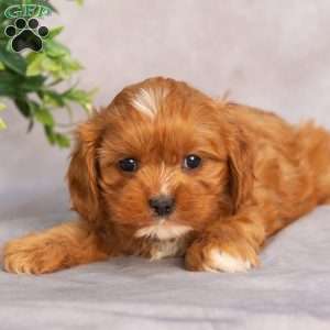 Teresa, Cavapoo Puppy