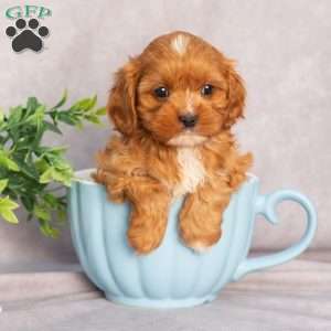 Teresa, Cavapoo Puppy