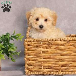 Moby, Maltipoo Puppy