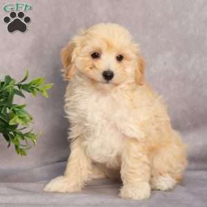 Moby, Maltipoo Puppy