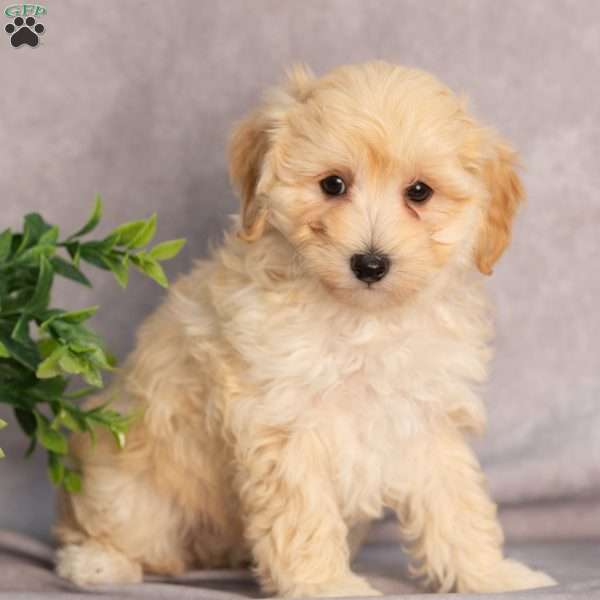 Moby, Maltipoo Puppy