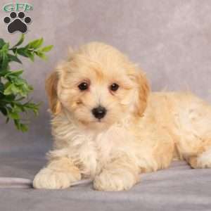 Moby, Maltipoo Puppy