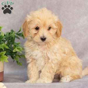 Malvern, Maltipoo Puppy