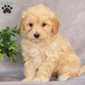 Malvern, Maltipoo Puppy