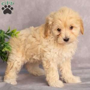 Malvern, Maltipoo Puppy