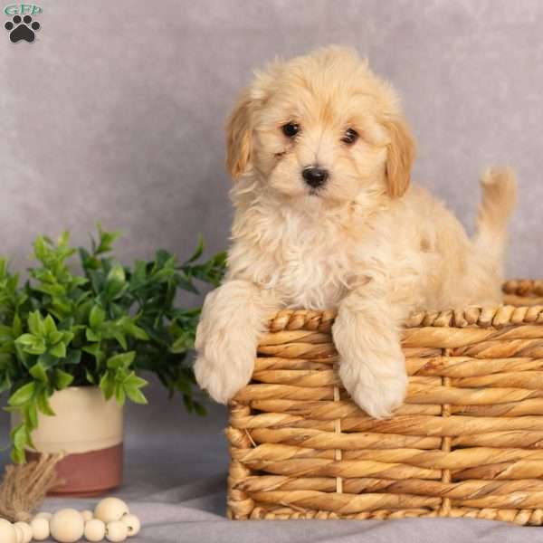 Malvern, Maltipoo Puppy