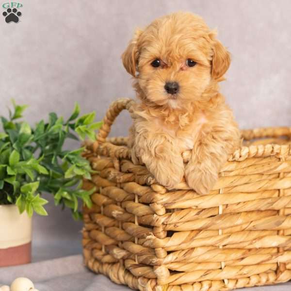 Mariah, Maltipoo Puppy