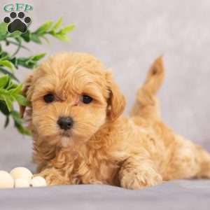 Mariah, Maltipoo Puppy