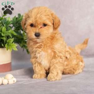 Mariah, Maltipoo Puppy