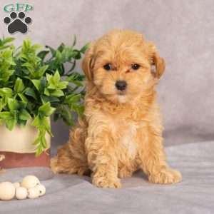Mariah, Maltipoo Puppy