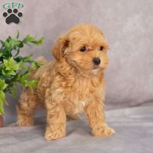 Mariah, Maltipoo Puppy