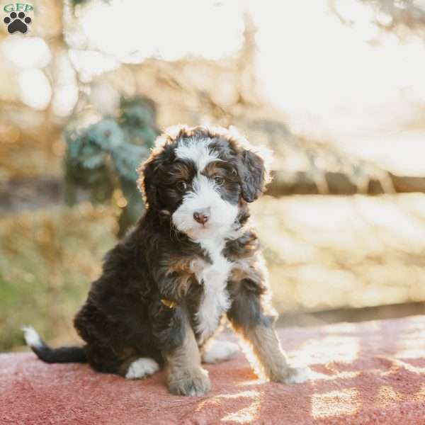 Fawn, Mini Bernedoodle Puppy
