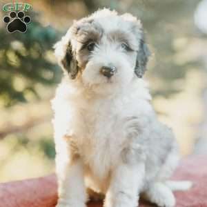 Fern, Mini Bernedoodle Puppy