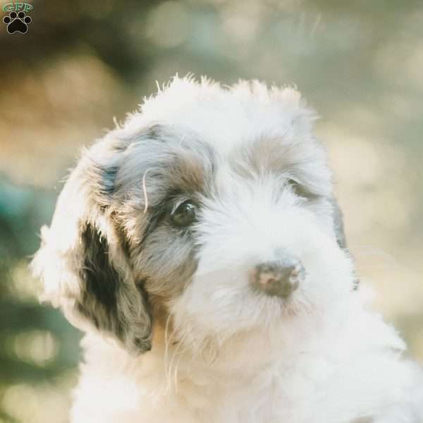 Fern, Mini Bernedoodle Puppy