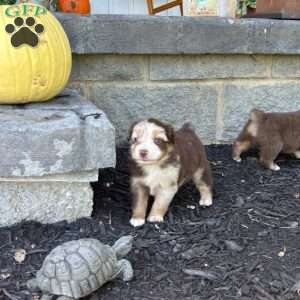 Ally, Miniature Australian Shepherd Puppy