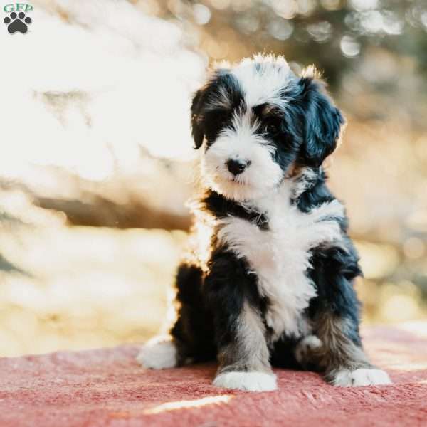 Flossie, Mini Bernedoodle Puppy